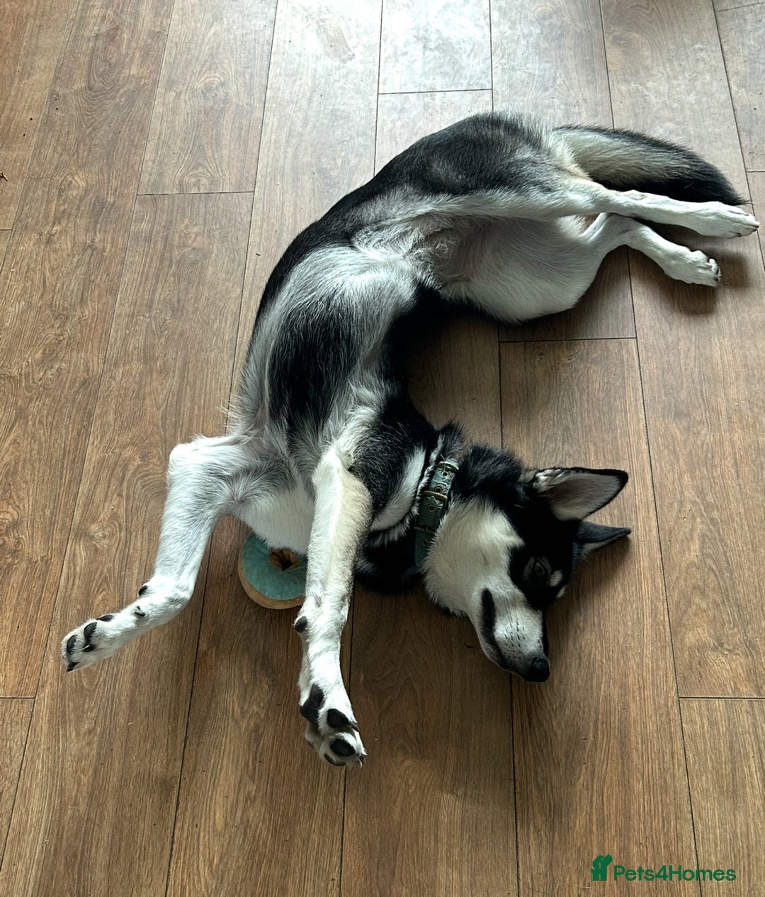 Siberian Husky dogs for sale: Lovely husky puppies, ready for new homes on 25/8 - Image 10