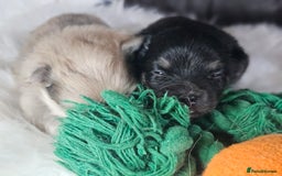 Pomeranian dogs for sale: 4 beautifull pomeranian puppies  - Advert 4