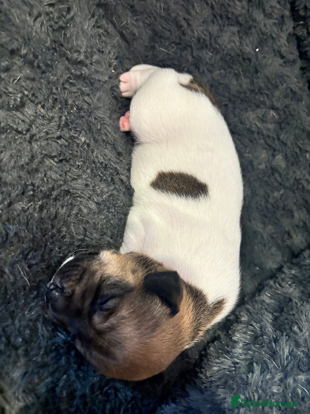 Jack Russell dogs for sale: Jack Russell pups - Image 8