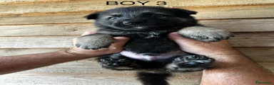 German Shepherd 3