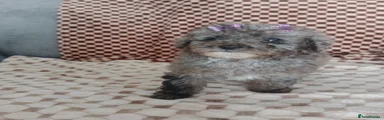 Miniature poodle 3
