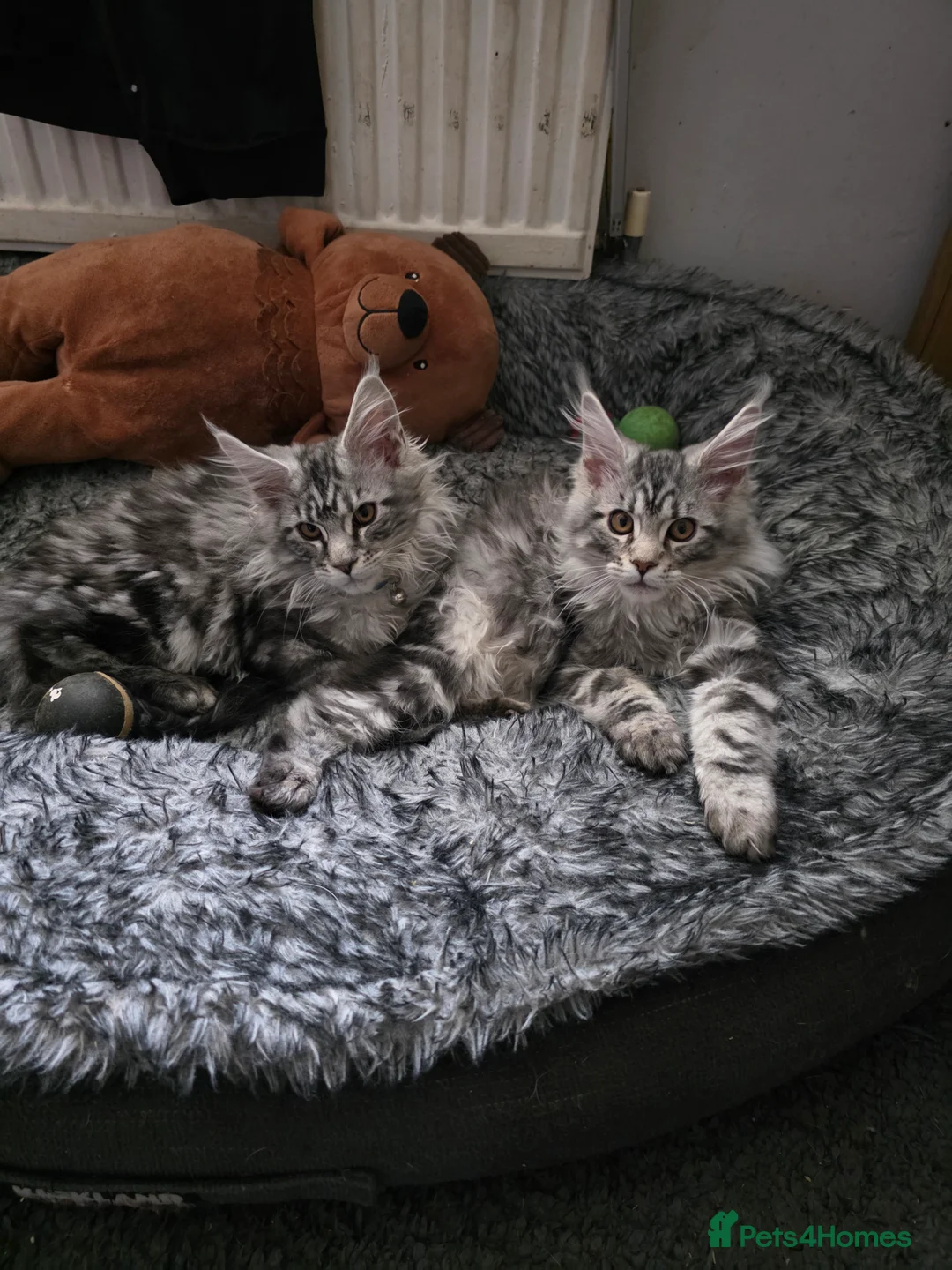 Maine Coon cats for sale: Beautiful maine coon boys  - Advert 2