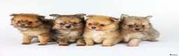 Pomeranian dogs for sale: Pomeranian Puppies - Advert 3