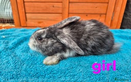 French Lop rabbits for sale: Gorgeous french lop babies  - Image 5