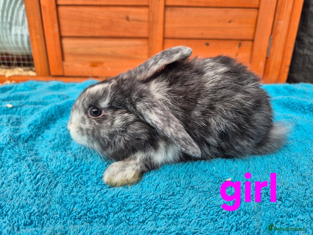 French Lop rabbits for sale: Gorgeous french lop babies  - Image 5