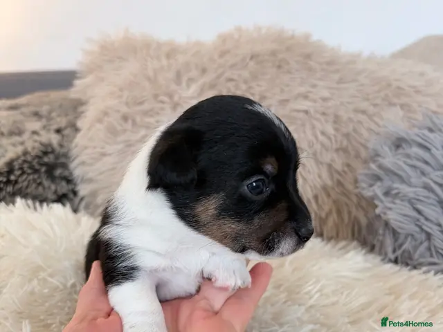 Jack Russell dogs for sale: Miniature Jack Russell Puppies - Advert 7