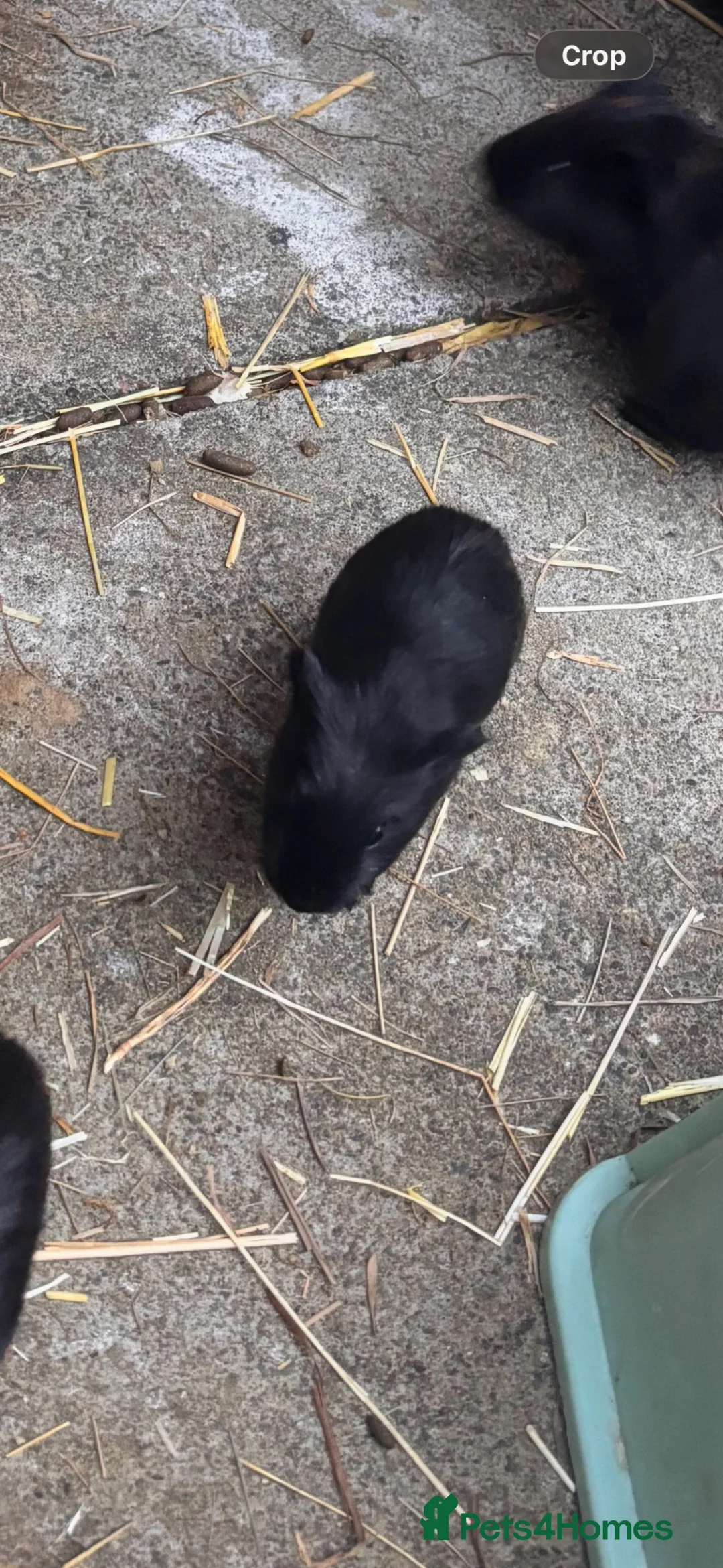Guinea Pig rodents for sale: Mother & daughter guinea pigs  - Advert 4