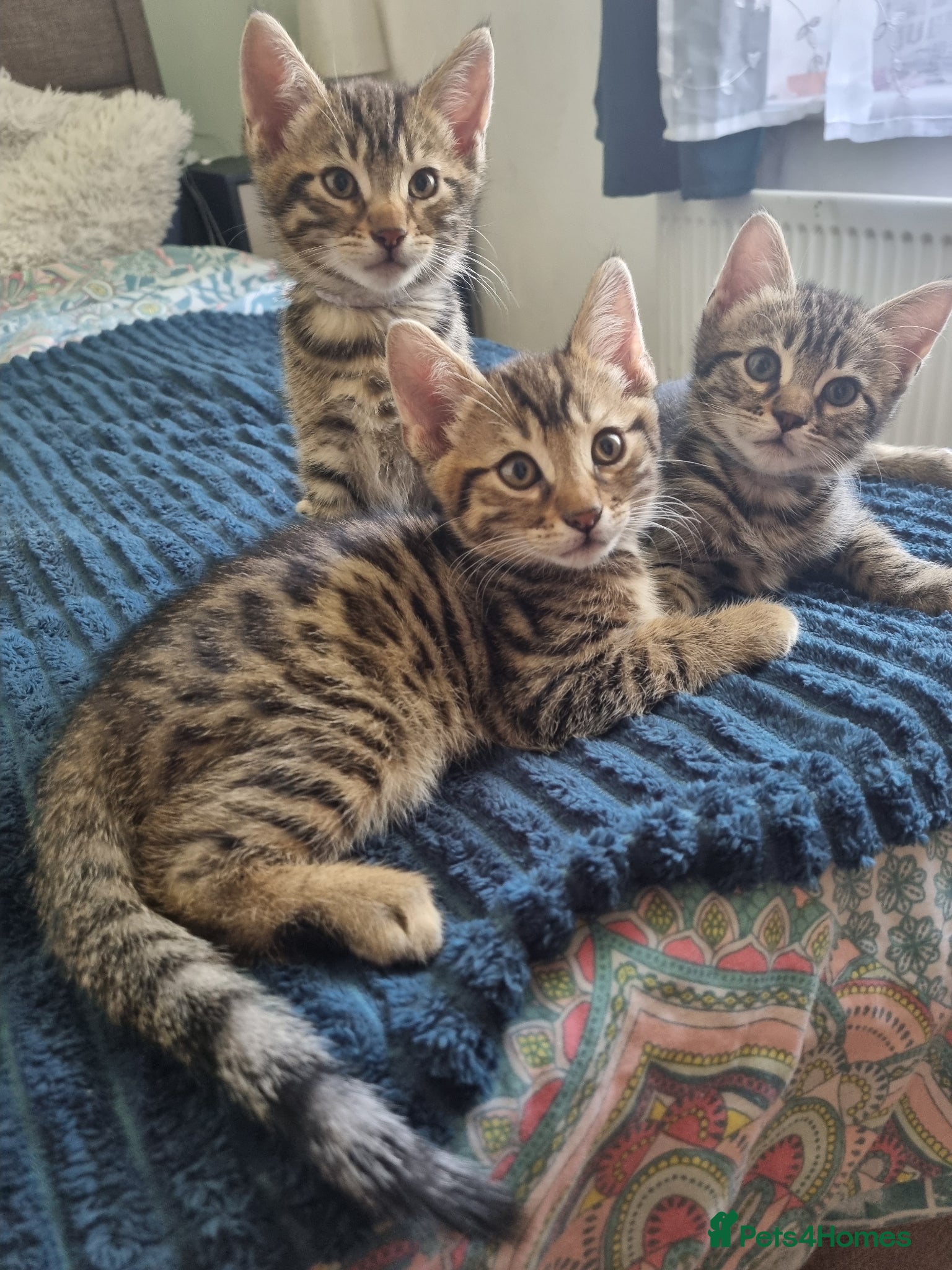 Bengal cats Bengal Kittens looking for home🐾 - Advert 1