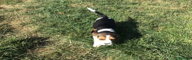 Beagle 4