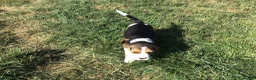 Beagle dogs for sale: STUNNING KENNEL CLUB REG BEAGLE PUPPIES - Advert 6