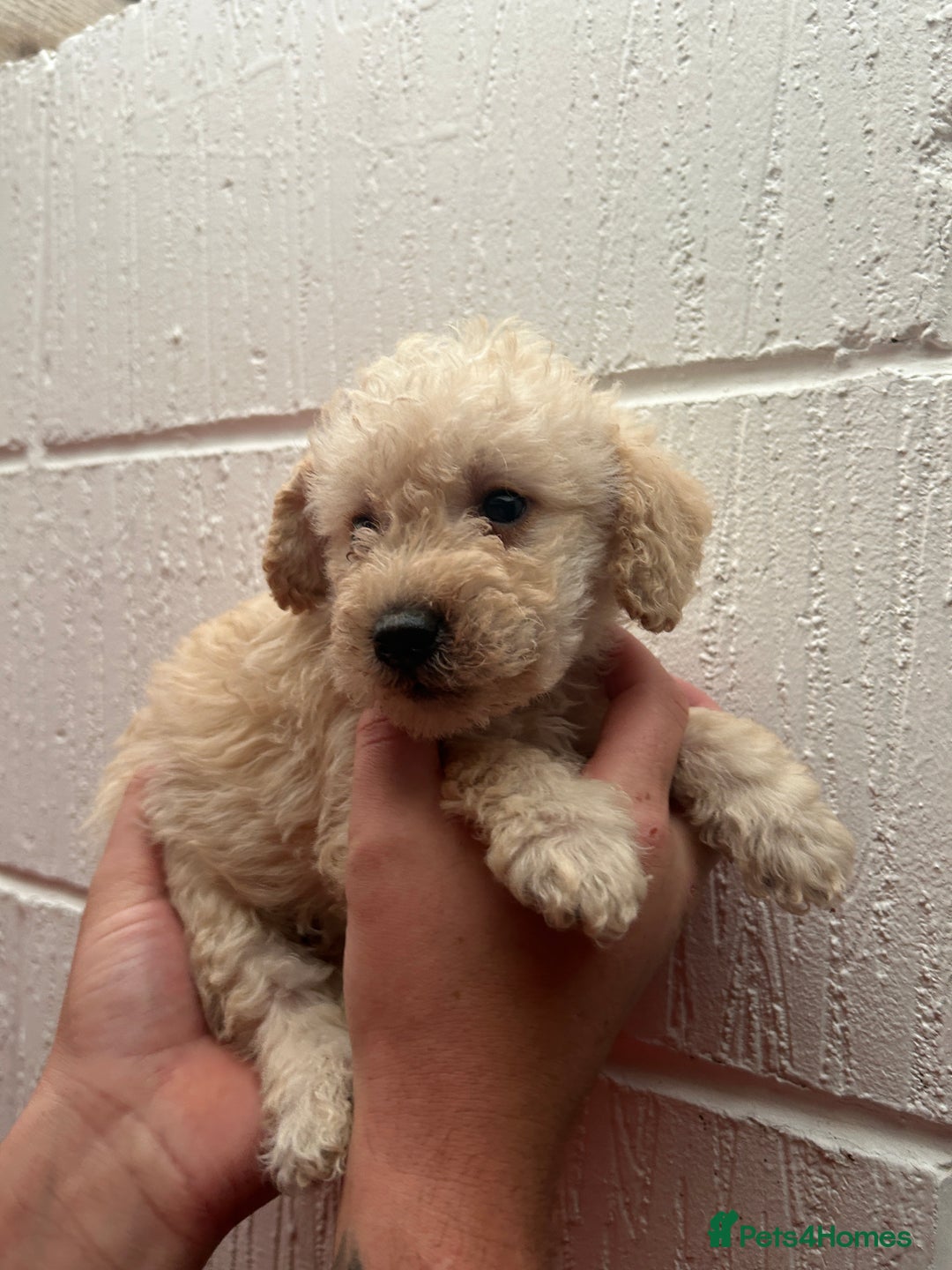 Schnoodle dogs for sale: Beautiful Schnoodle puppys - Image 6