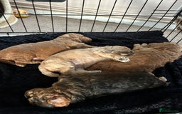 Cockapoo dogs for sale: 4 f2 cockapoos 2 males 1 female  - Image 23