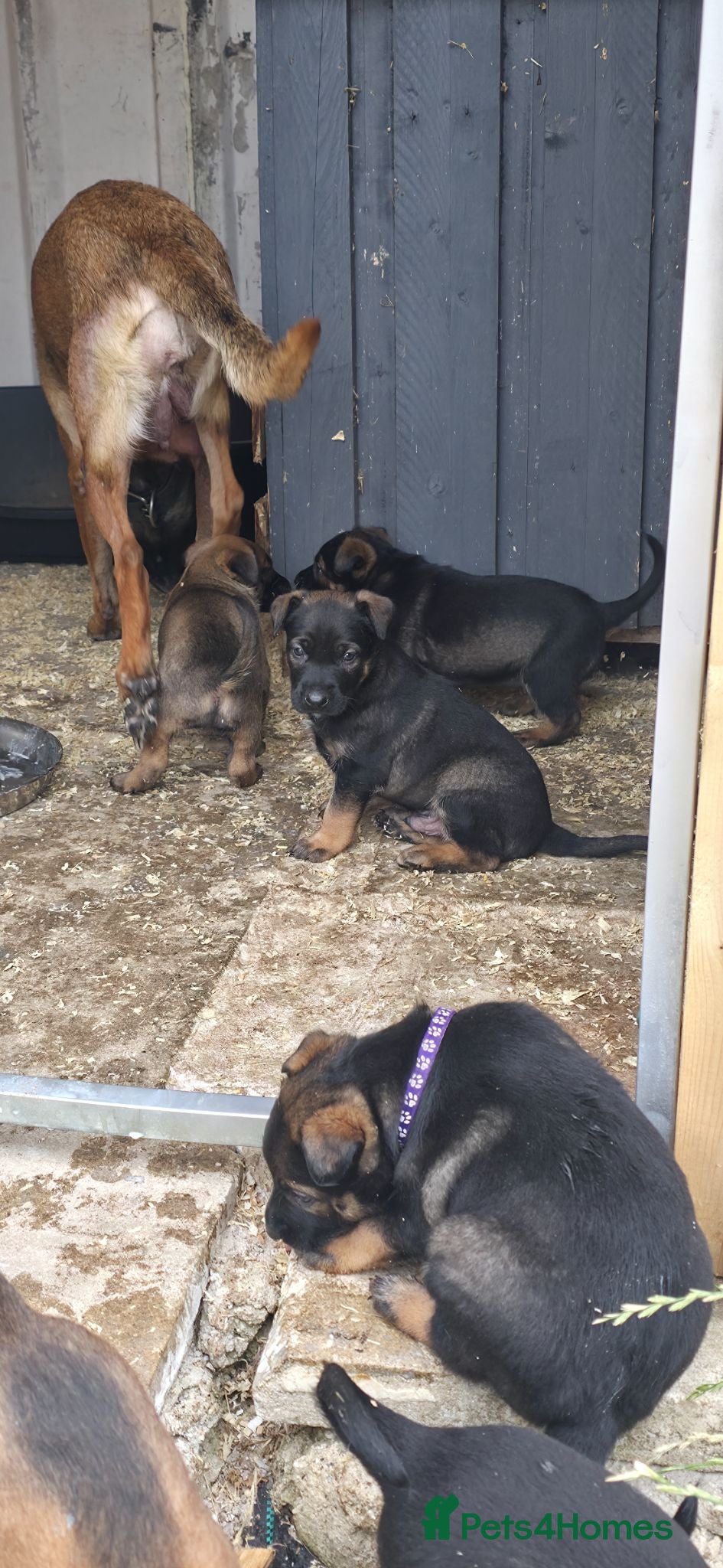 Belgian Shepherd Dog dogs Ringsport fci malinois x knpv dutch shepard - Advert 3