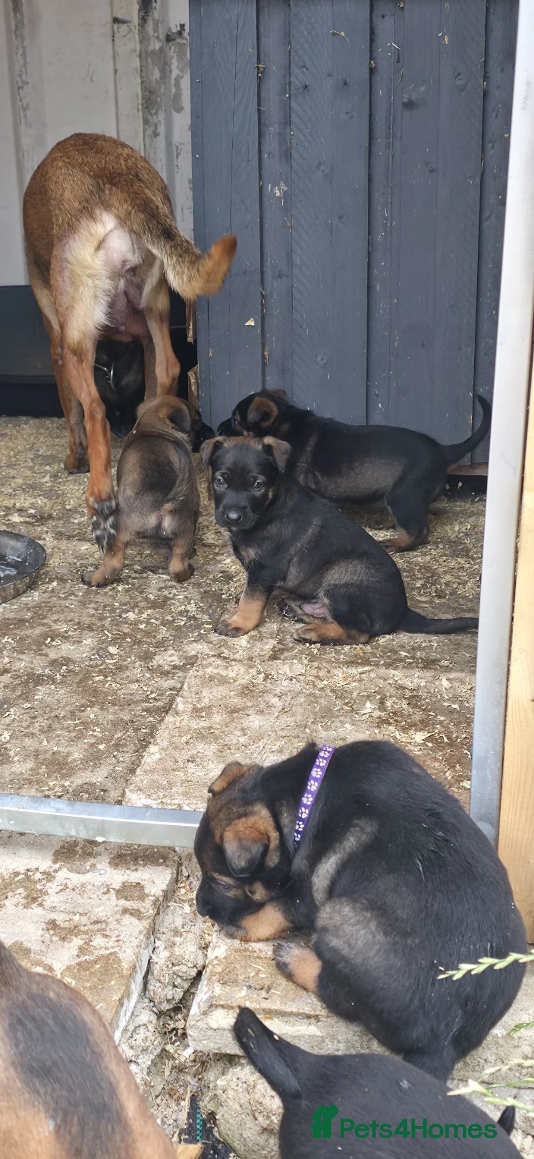 Belgian Shepherd Dog dogs for sale: Ringsport fci malinois x knpv dutch shepard - Advert 1