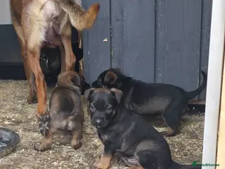 Belgian Shepherd Dog dogs Ringsport fci malinois x knpv dutch shepard - Advert 3