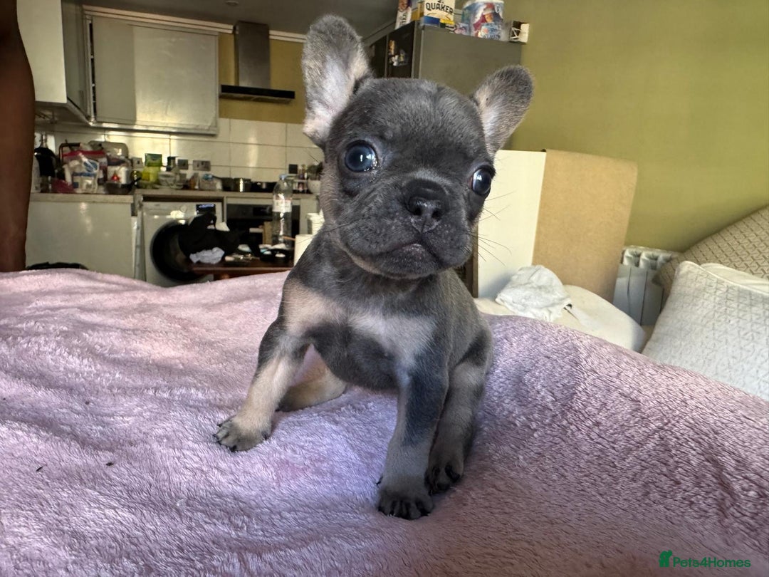 French Bulldog dogs for sale: Adorable French Bulldog Puppies in Barking - Image 17