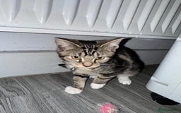 Abyssinian cats for sale: 4/5 month kitten  - Image 1