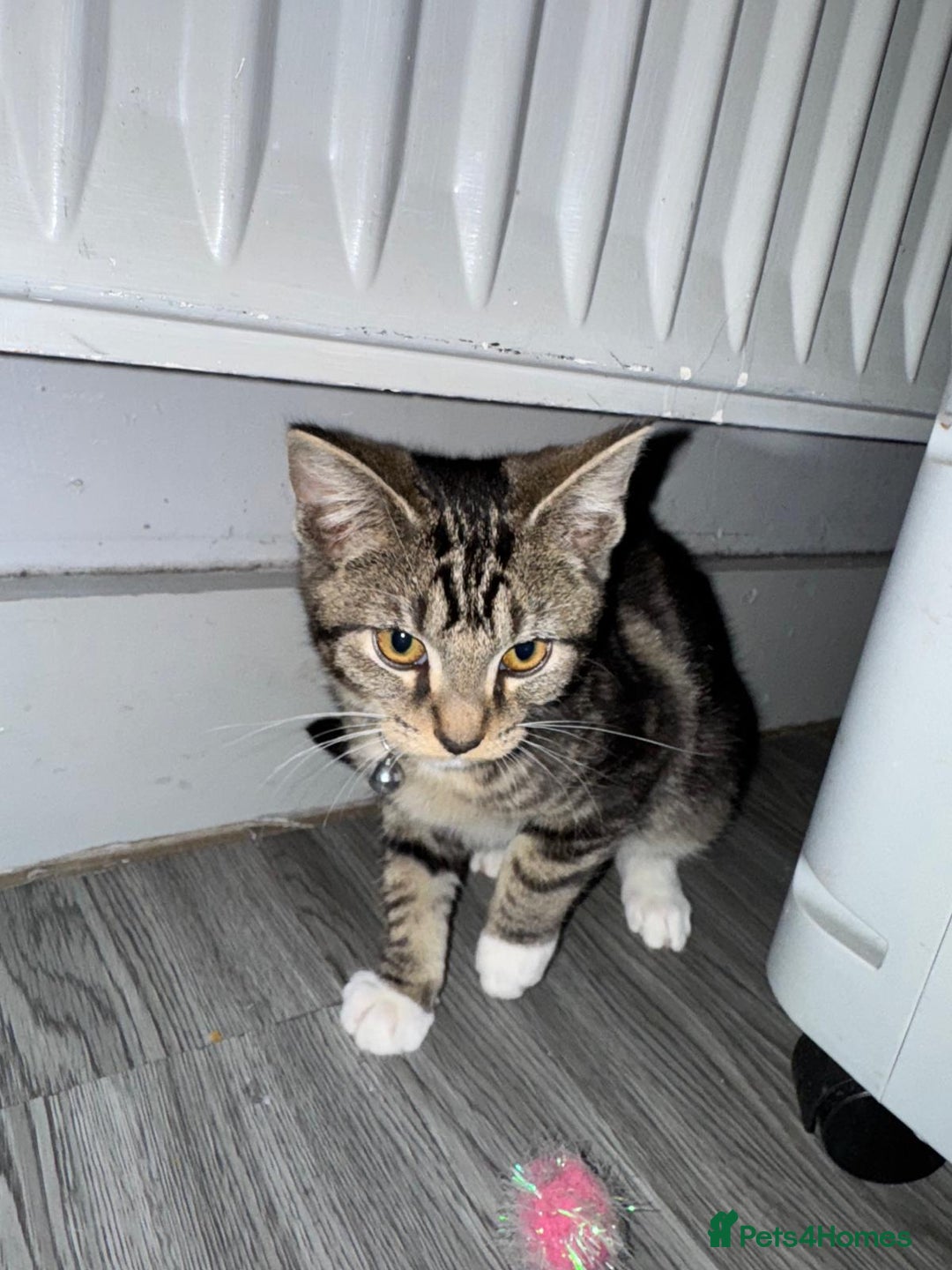 Abyssinian cats for sale: 4/5 month kitten  - Image 1