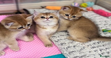 Scottish Fold cats - Advert 3