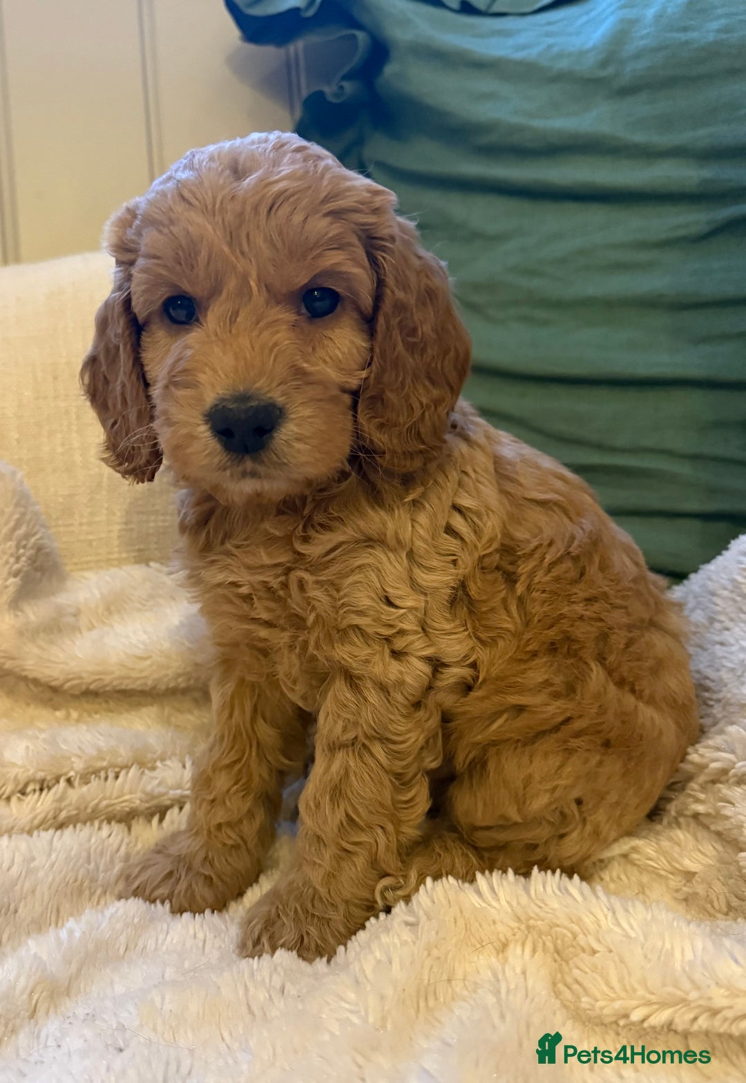 Cockapoo dogs for sale: Stunning litter of F1 Cockapoo Puppies  - Advert 11