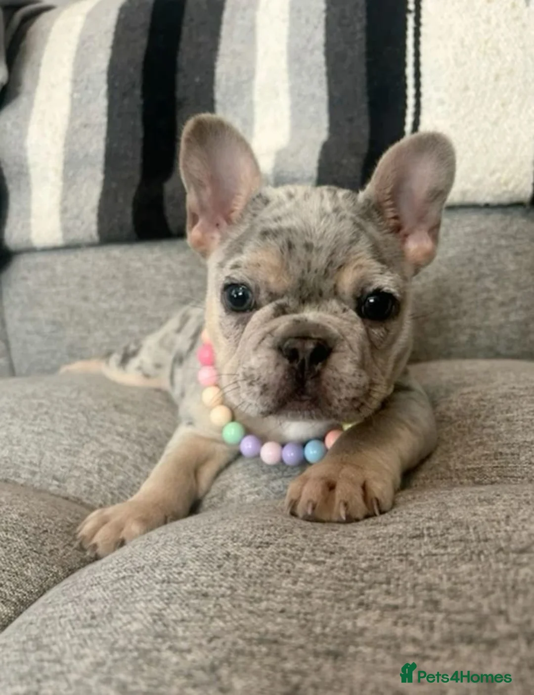 French Bulldog dogs for sale: French Bulldog puppies for adoption in Saffron Walden - Advert 2