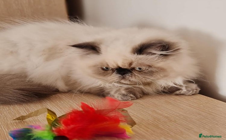 Persian cats - Advert 3