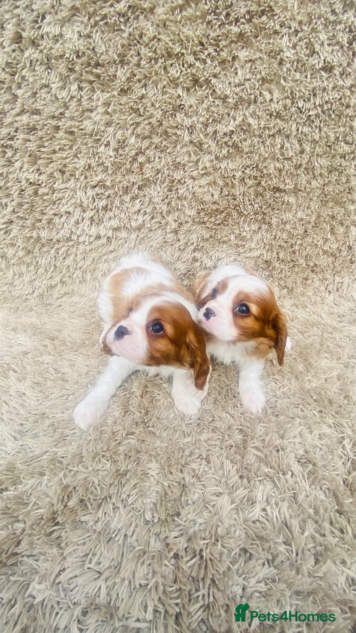 Cavalier King Charles Spaniel dogs Cavalier King Charles  - Advert 3
