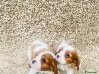 Cavalier King Charles Spaniel dogs Cavalier King Charles - Advert 3