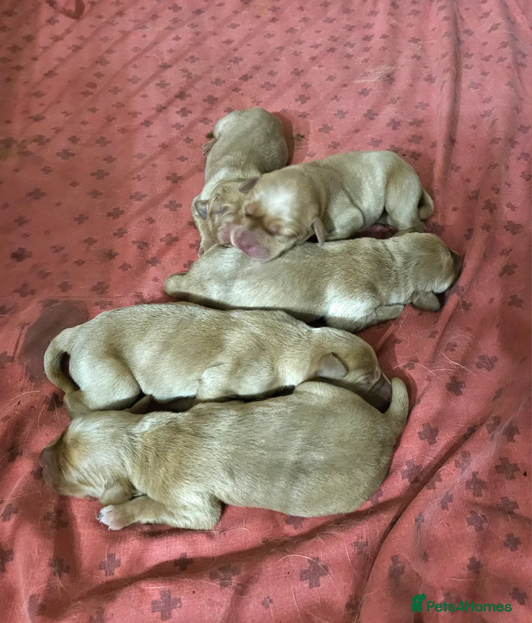 Labrador Retriever dogs for sale: Beautiful Fox Red Labrador Retriever Puppies - Advert 2
