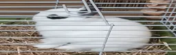 Netherland Dwarf rabbits for sale: Netherland Dwarf Rabbit  - Advert 9