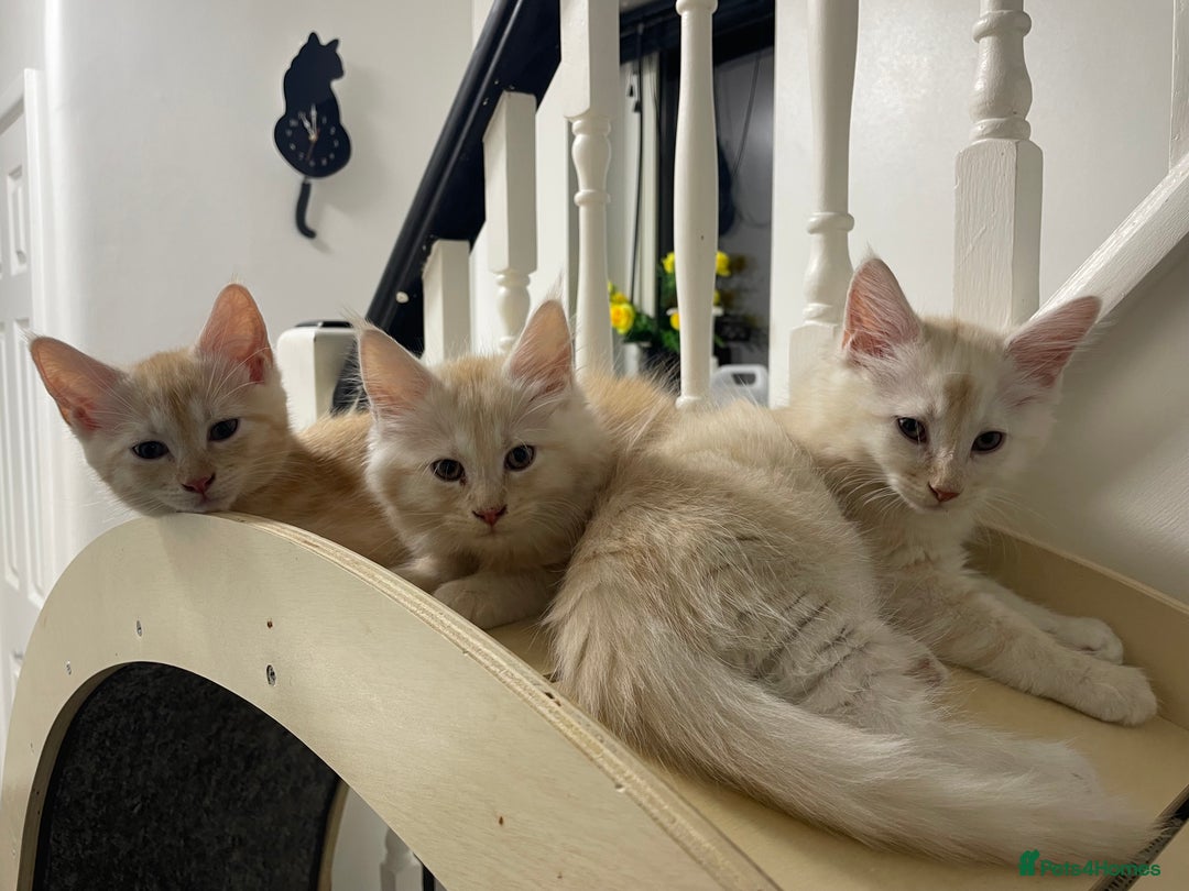 Maine Coon cats for sale: Maine Coon Cross Kittens 3 Girls , 2 Boys - Image 19