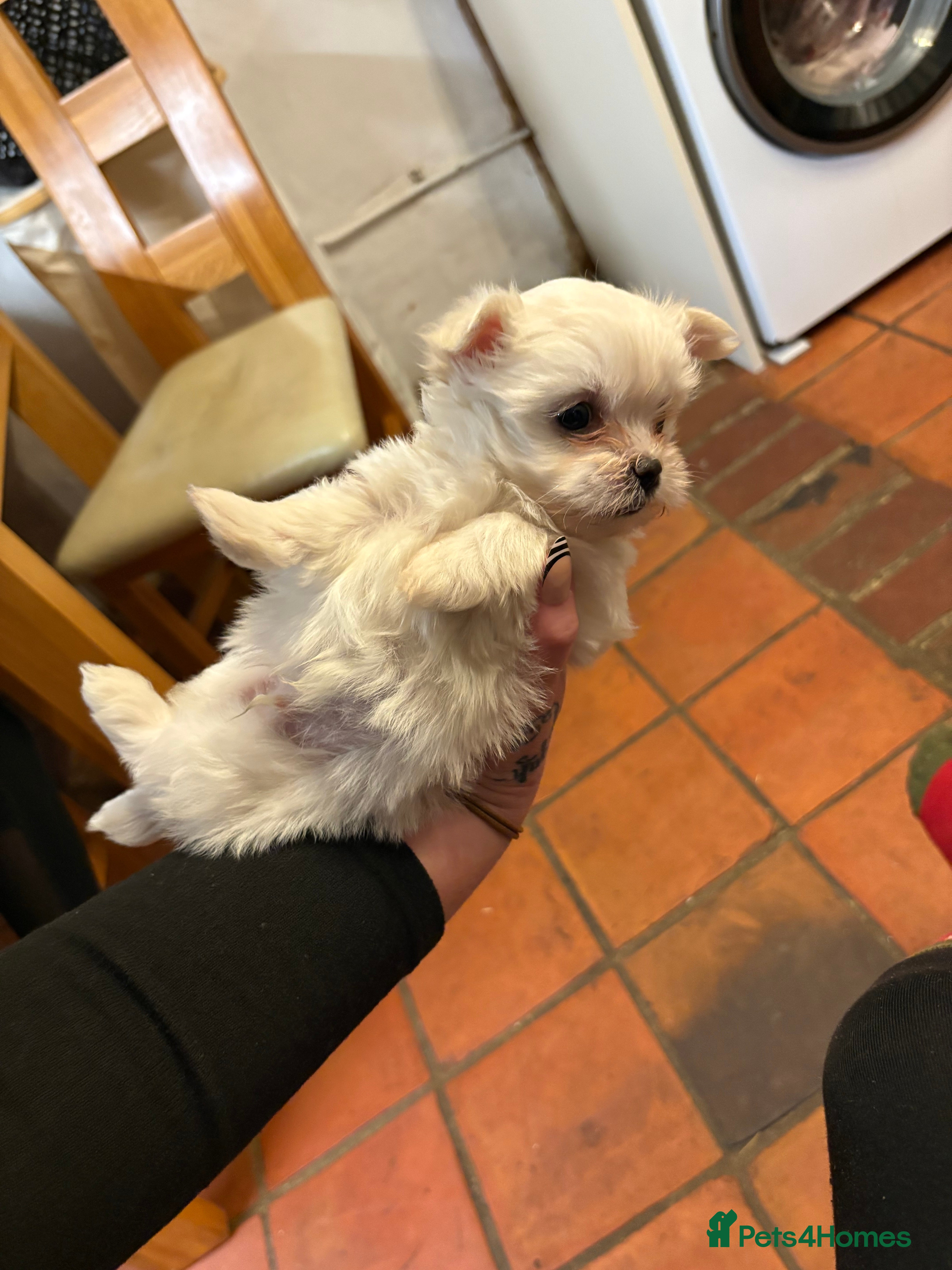 Morkie dogs Dainty little morkies - Advert 2