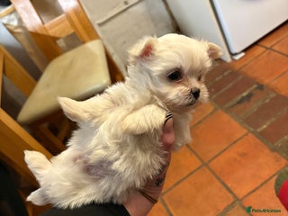 Morkie dogs Dainty little morkies - Advert 2