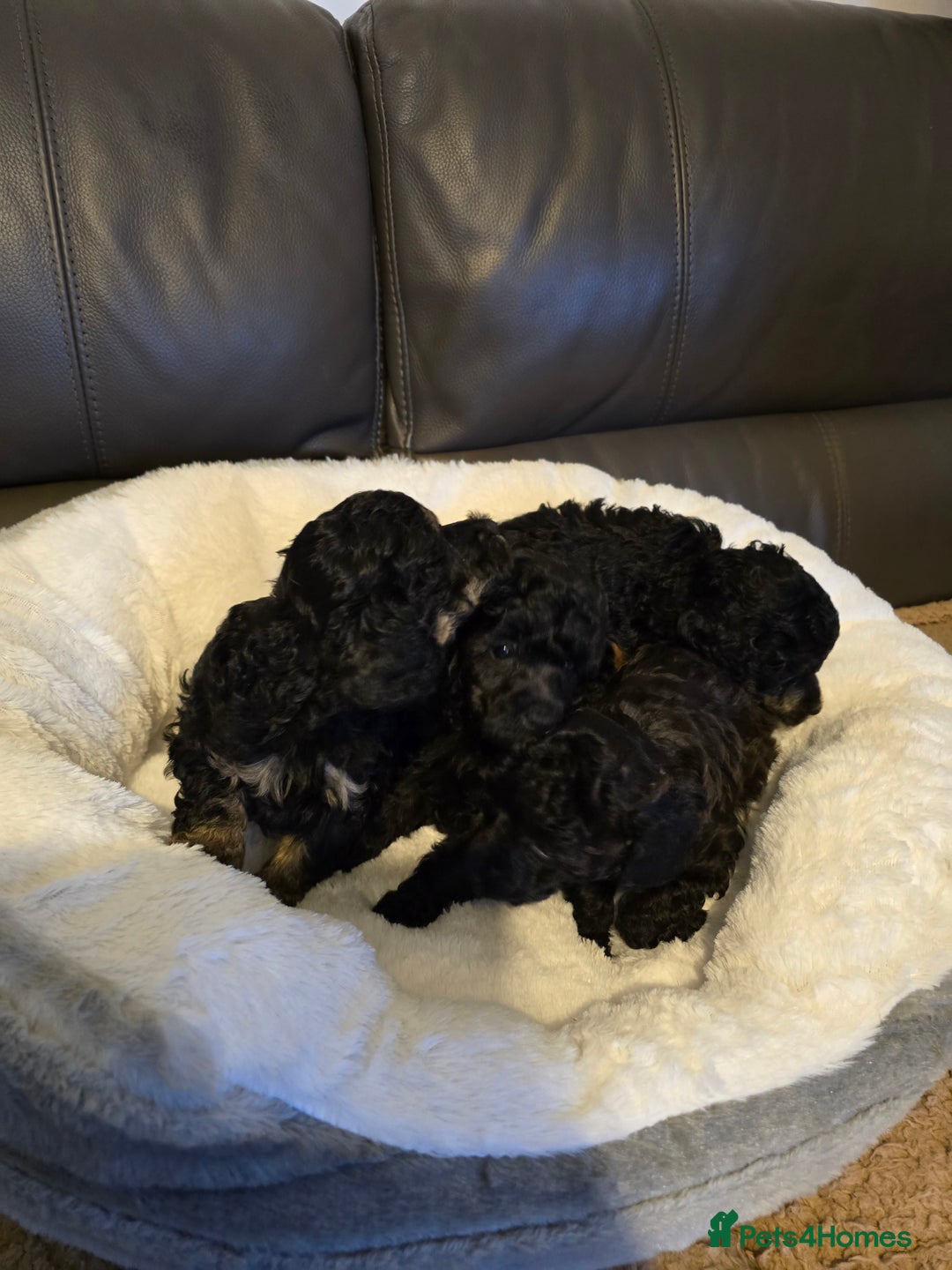 Miniature Poodle dogs for sale: 4 Amazing miniature poodles  - Advert 27