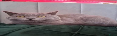 Kitten Four: Banner