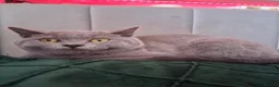 British Shorthair cats for sale: SIX BRITISH SHORTHAIR KITTENS - Advert 7