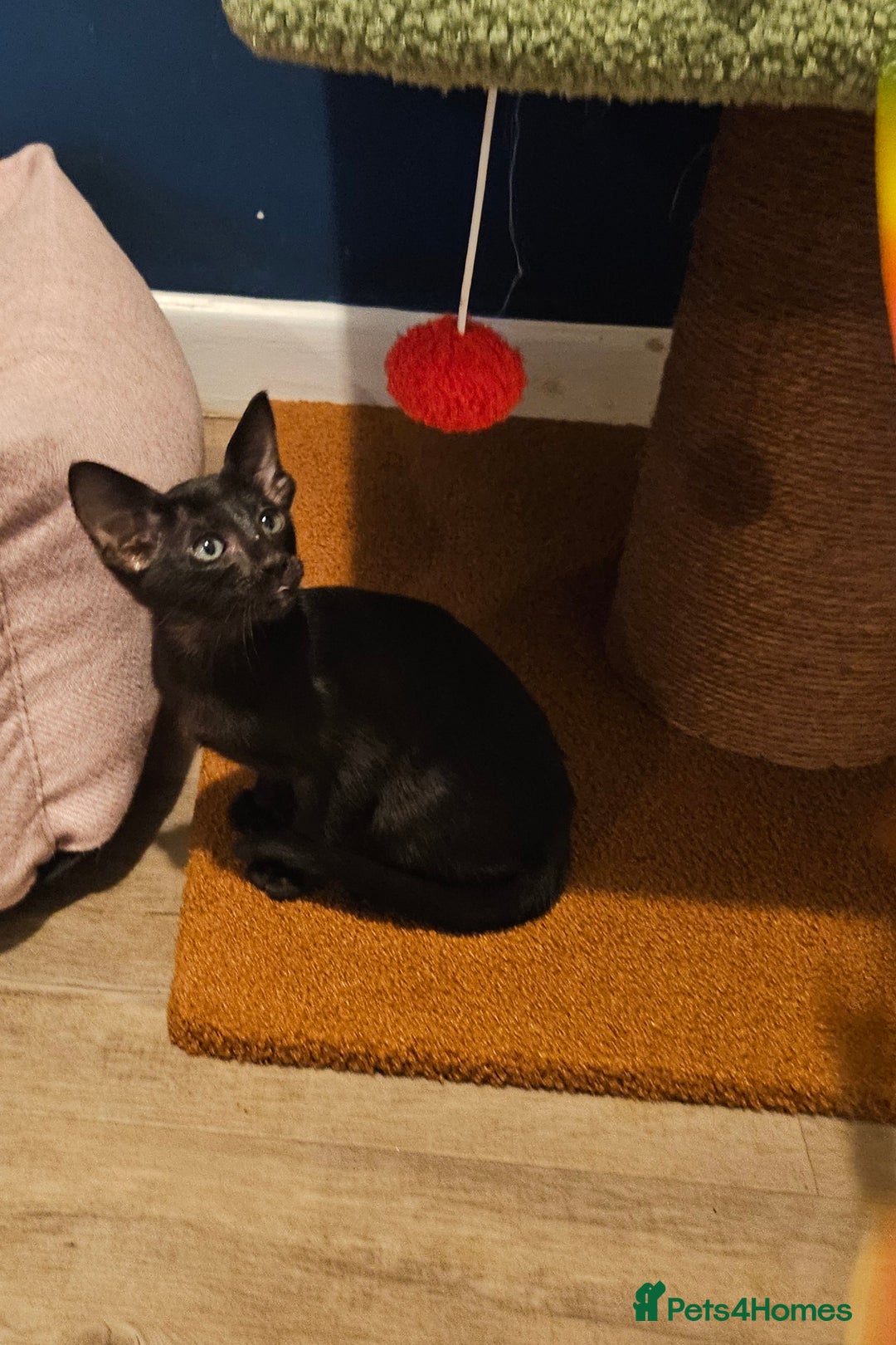 Oriental cats for sale: Black GCCF Oriental Female with Green Eyes - Advert 7