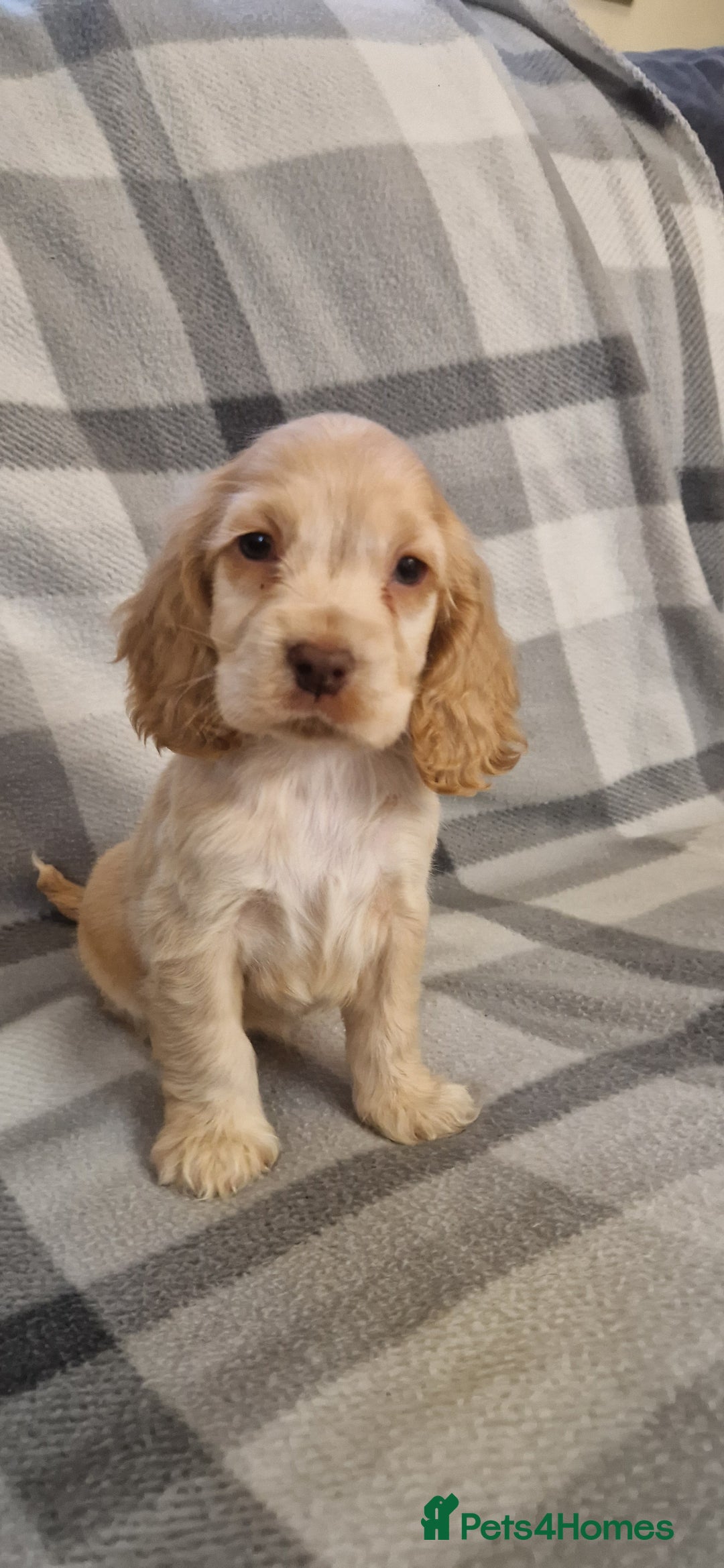 Cocker Spaniel dogs for sale: gorgeous cocker-spaniel puppies  - Advert 5
