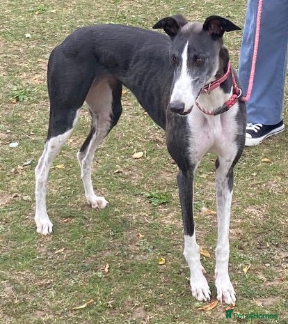 Greyhound dogs Beautiful girl Jazz wants a loving forever home - Advert 5