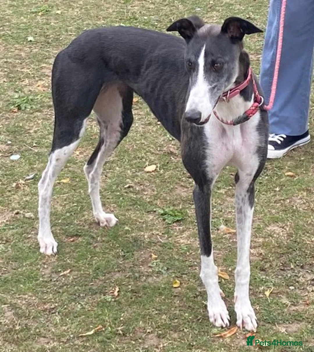 Greyhound dogs for adoption: Beautiful girl Jazz wants a loving forever home - Advert 1