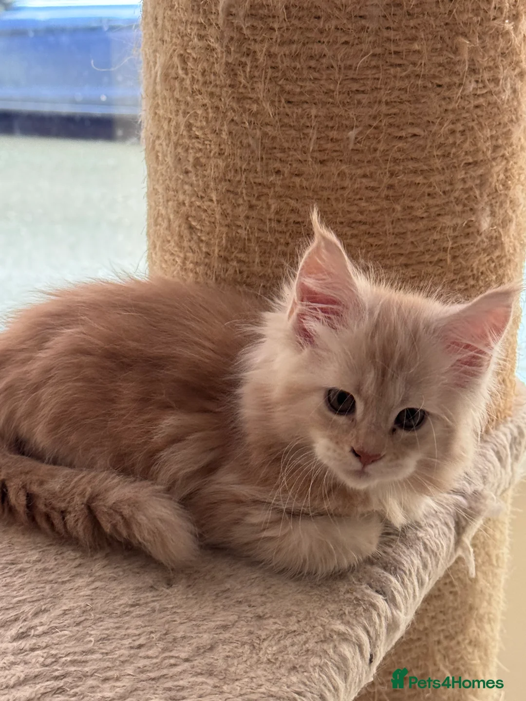 Maine Coon cats for sale: Maine Coon Kittens From the Grand Champion Line - Advert 8