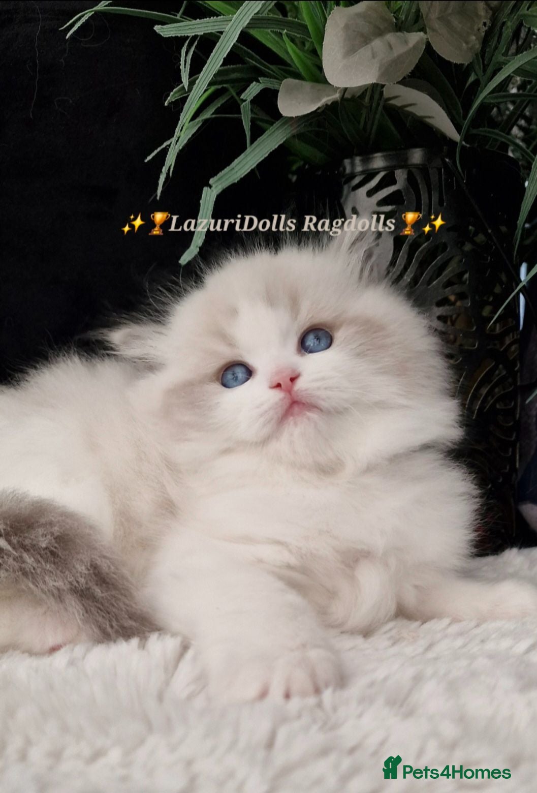 Ragdoll cats 🥇🏆🐆Exclusive kittens❤️✨️🏆Award winning cattery - Advert 14