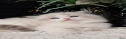 Ragdoll cats for sale: 💙✨️🏆Waiting list*TICA Exclusive Ragdoll kittens  - Advert 19