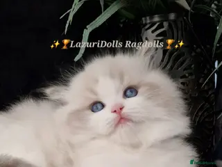 Ragdoll cats 🥇🏆🐆Exclusive kittens❤️✨️🏆Award winning cattery - Advert 14
