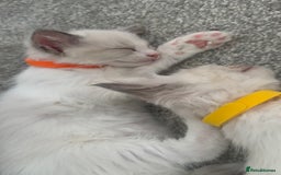 Ragdoll cats for sale: 🌟🐾Beautiful Ragdoll Kittens🐾🌟 - Image 4