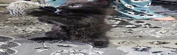 Mixed Breed cats for sale: A beautiful litter of 4 kittens - Advert 7