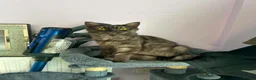 Maine Coon cats for sale: Maincoon - Advert 1