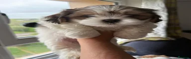 Lhasa Apso Puppy 2