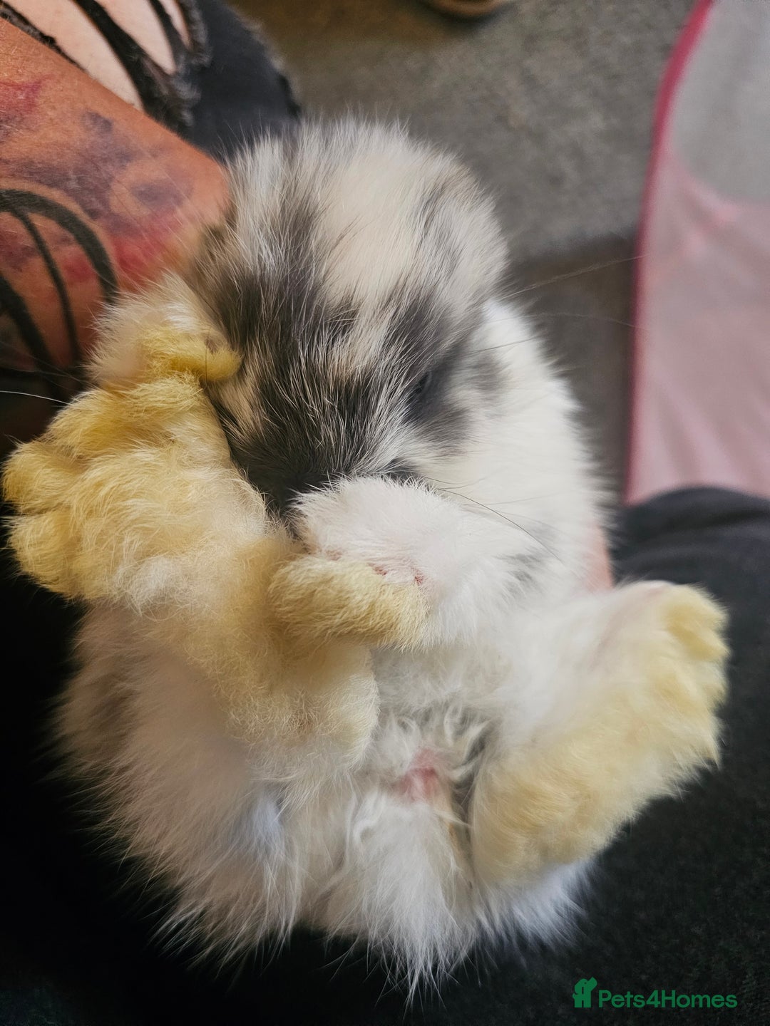 Mini Lop rabbits for sale: Stunning mini lop babies - Image 10