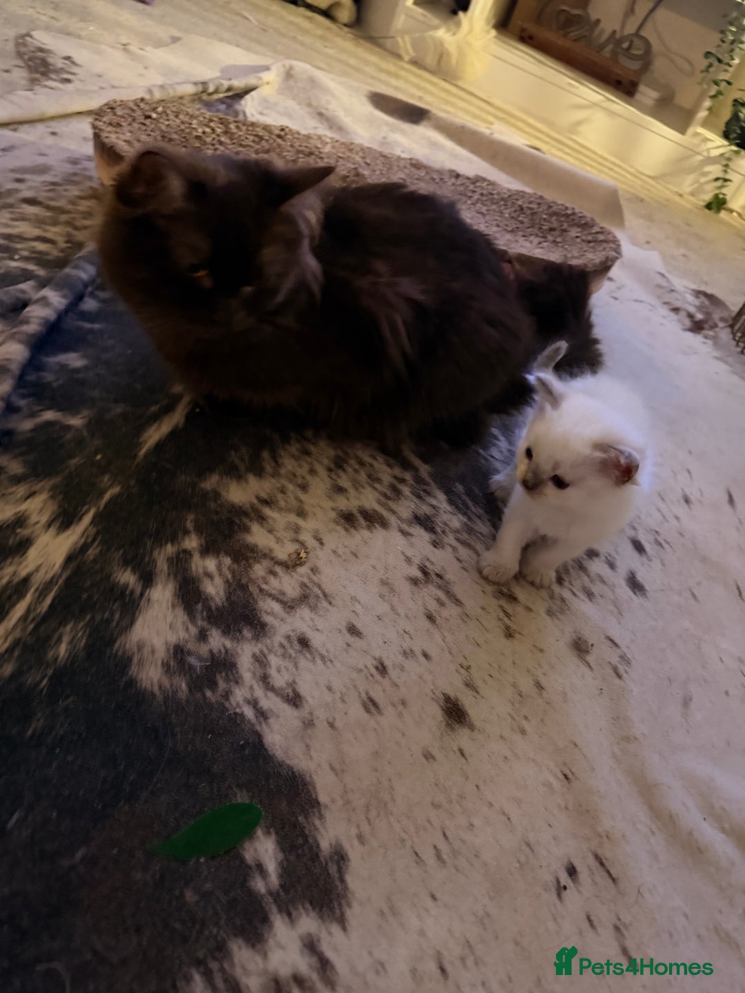 Ragdoll cats for sale: Beautiful Dolls  - Advert 8